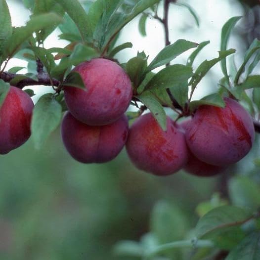 Tristar Plants - Methley Plum Tree - Heavy yielding - Sweet Fruit - Live Plant - 1 Gallon Trade Pot by TriStarPlants