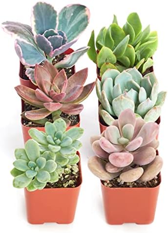 Shop Succulents Pastel Succulent Plant Pack Collection - Live Mini Succulent Plants, Low Maintenance, Bright & Serene Colors & Textures - Wedding and Party Favors, Gift & Garden, Pack of 6 by ShopSucculents