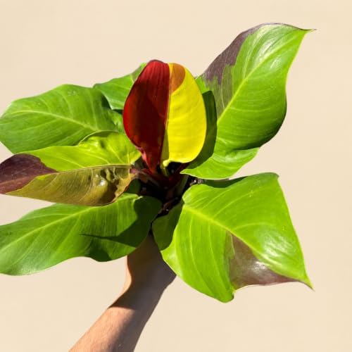 Philodendron Yellow Flame Live Plant - Rare Golden Variegated Houseplant - Image 3