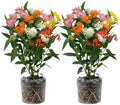 2 Mix Milkweed Live Plants, Asclepias Tuberosa Plant 4–6" Tall by Unknown