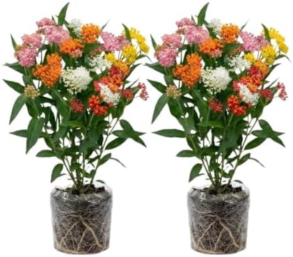 2 Mix Milkweed Live Plants, Asclepias Tuberosa Plant 4–6" Tall by Unknown