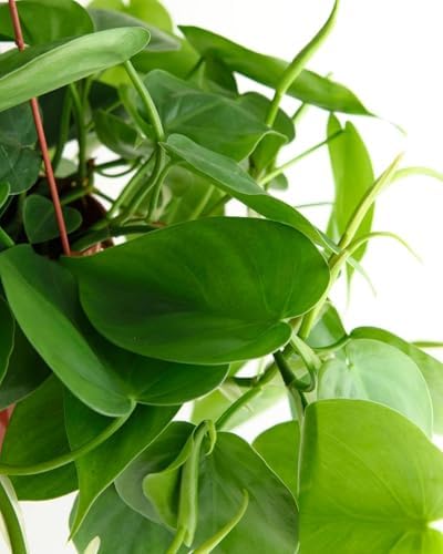 Shop Succulents Heartleaf Philodendron Cordatum, Live Indoor Houseplant, Easy Care Trailing Plant for Home Decor, Office, Room Decoration, Perfect Housewarming Gift, 6 Inch Pot - Image 3