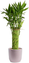 Costa Farms Lucky Bamboo, Live Indoor Plant, Easy Care, Home Decor by Unknown