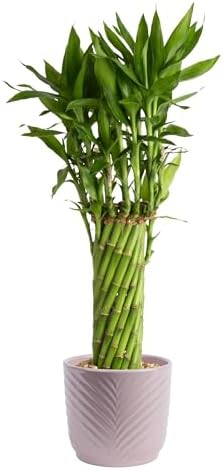 Costa Farms Lucky Bamboo, Live Indoor Plant, Easy Care, Home Decor by Unknown