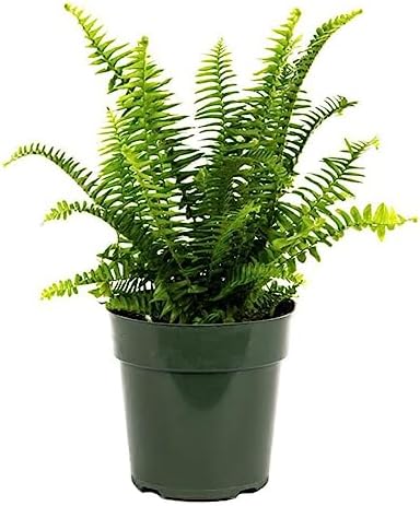 American Plant Exchange Kimberly Queen Fern – 6-Inch Pot – Live Hardy Upright Fern Houseplant, Easy Care Greenery for Home, Office, Garden, or Patio Decor by AmericanPlantExchange