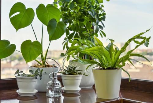 American Plant Exchange Monstera Deliciosa – Live 4-Inch Pot in Stylish Pot Cover, Easy-Care Split Leaf Vine, Low-Maintenance Air Purifying Houseplant for Home, Office & Garden Décor - Image 2