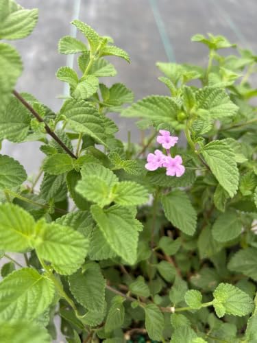 Pink Lantana Live Plant, 1 Gallon, Flowering Perennial Ground Cover - Image 2