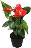 6" Red Anthurium Live Plant Decor, Live House Plants, Anthuriums Live Plants Indoor Plants Live Houseplants, Real Plants Indoor Live Plants, Easy Plant Lover Gifts for Plant Lovers by Plants for Pets by PlantsforPets