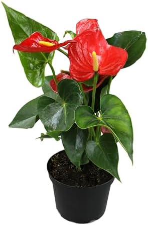 6" Red Anthurium Live Plant Decor, Live House Plants, Anthuriums Live Plants Indoor Plants Live Houseplants, Real Plants Indoor Live Plants, Easy Plant Lover Gifts for Plant Lovers by Plants for Pets by PlantsforPets