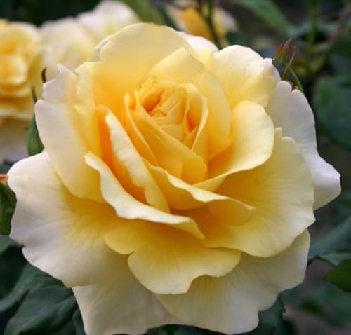 Heirloom Roses Rose Bush - Eleganza® Sunny Sky Yellow Lightly Fragrant Hybrid Tea Live Plants for Outdoor Garden by HeirloomRoses