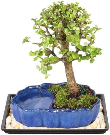 Brussel's Bonsai - Small Jade Live Bonsai Tree with Tray, Indoor Plant by BrusselsBonsai