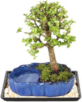Brussel's Bonsai - Small Jade Live Bonsai Tree with Tray, Indoor Plant by BrusselsBonsai
