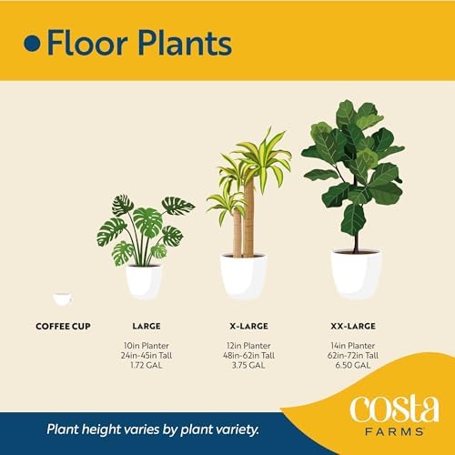 Costa Farms Dracaena, Live Indoor Plant, Easy Care, Home Decor - Image 6
