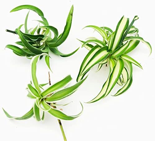 Smoke Camp Crafts Organic Spider Plant Trio, Chlorophytum comosum, Vittatum, Reverse Variegatum, Shamrock, Indoor and Outdoor Plant, Garden Decor, 3 Cuttings by SmokeCampCrafts