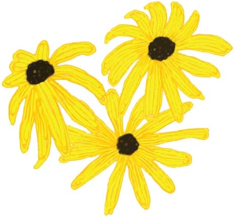 Blackeyed Susan (Rudbeckia hirta) Live Plant in 2.5 inch Pot - Organic Native Pollinator Plant by Smoke Camp Crafts - Image 5