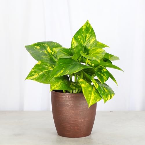 Live Golden Pothos, Indoor Vining Plant, Easy to Grow, 4" Pot - Image 2