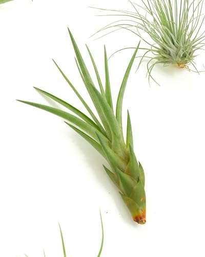 Shop Succulents - Live Assorted Tillandsia Air Plants for Indoors, 20 Pack - Image 2