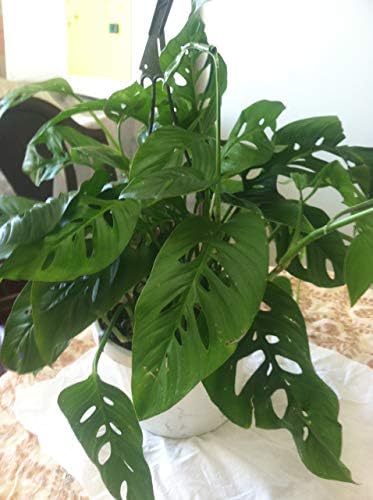 Live Monstera"Swiss Cheese Vine" Plant - Easy to Grow Tropical Plant Houseplant or Outdoors Fit 1 Quart Pot - Image 3