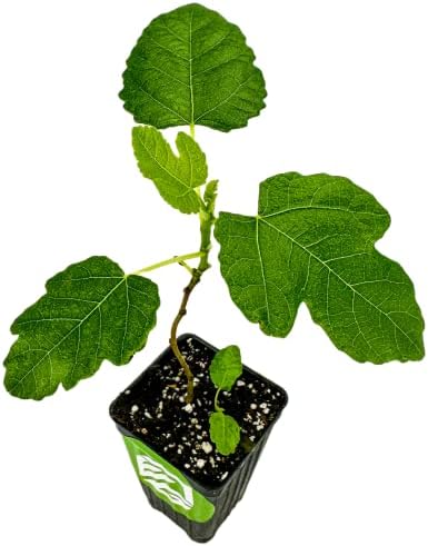Olympian Fig Tree Live Plant - Ficus carica by Wellspring Gardens - Starter Plant Ideal for Gardens & Containers - Great for Indoor Houseplants, Outdoor Landscaping & Garden Planting - Image 2