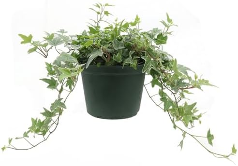 American Plant Exchange Variegated English Ivy – 6-Inch Pot – Live Easy Care Trailing Houseplant with Green & White Leaves for Hanging Baskets, Indoor Planters, Home & Office Décor by AmericanPlantExchange