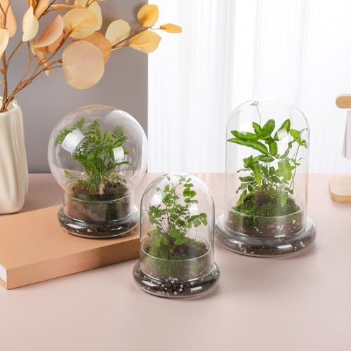 WHJY Round Glass Cloche for Indoor Plants Small Terrarium Glass Cloche with Base Mini Cloche Dome with Base for Display Home Decor - Image 5