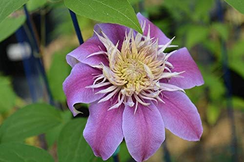 Raymond Evison Clematis - Clematis Josephine (Clematis) Perennial, double lilac pink flowers, 8`` - Size Container - Image 3