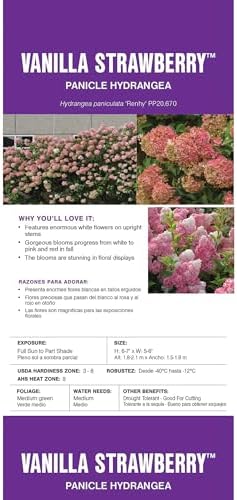 First Editions 3 Gal. Vanilla Strawberry Hydrangea Shrub (Pack of 2) - Image 5