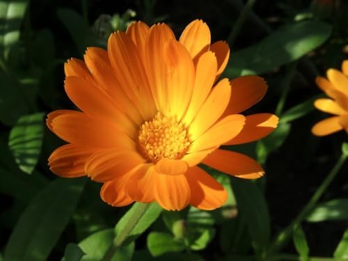 Medicinal Herb and Flower Set - 12 Varieties of Non-GMO & Heirloom Flowers and Herbs - Basil, Cilantro, Calendula, Lavender, Sage, & More! - Image 7