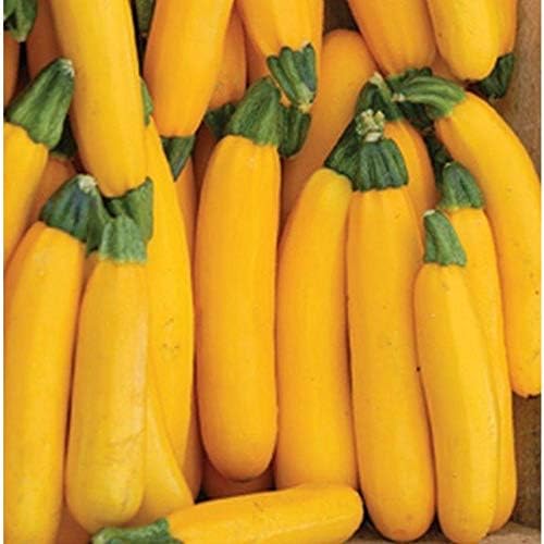 Goldrush Hybrid Yellow Zucchini Squash Seeds (25 Seed Package) by Unknown