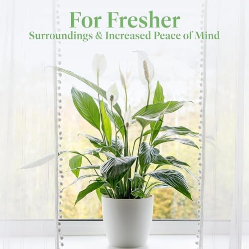 American Plant Exchange Peace Lily Live Spathiphyllum Plant, 6-Inch - Image 2