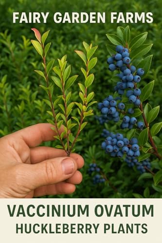 2 Medium (6-10") Live Huckleberry Plants Super Sweet Berry Bush Trees huckleberries just sprouted in Little 4" pots, Vaccinium ovatum Please See Pictures Before Ordering. - Image 2