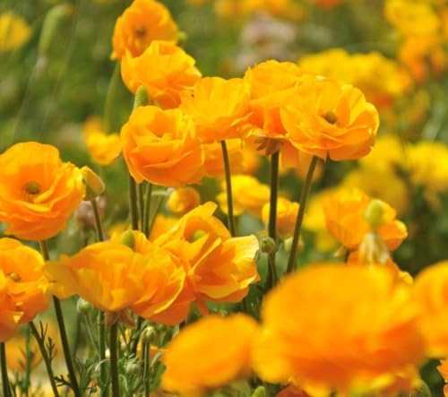 Yellow Peony Ranunculus Bulbs- Persian Buttercup -10 Corms Bulbs Perennia - Image 2