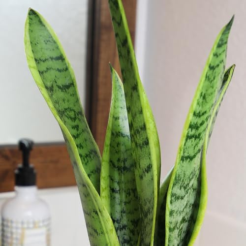 Plants for Pets Live Snake Plant with Decorative White Pot, Sansevieria Trifasciata Laurentii Succulents, Fully Rooted Indoor Potted Plants, Mother in Law Tongue Succulent and Modern Planter - Image 3