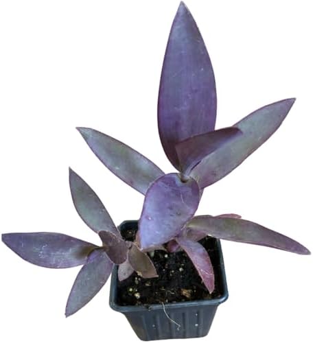 Organic Purple Heart Plant, Tradescantia pallida, Live Plant in 3-inch Pot - Purple House Plant with Magenta Flowers, Easy to Grow, Drought-Resistant by Smoke Camp Crafts by SmokeCampCrafts