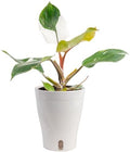 Costa Farms White Knight Philodendron, Live Indoor Plant, Tropical by Unknown