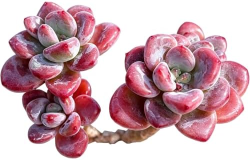 Graptosedum 'Miul' Live Succulent Plant 3-3.5 Inch, Rare Hybrid Succulent Bare Root No Pot, Easy Care Indoor Outdoor Houseplant for Home Garden Decor, Gift for Plant Lovers by THEONEBLOOM