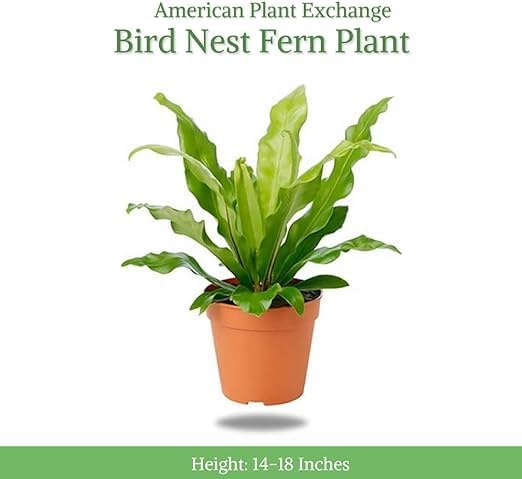 American Plant Exchange Bird’s Nest Fern – 6-Inch Pot – Live Easy Care Indoor Houseplant, Air-Purifying, Pet-Friendly Tropical Plant for Bathrooms, Bedrooms & Home or Office Décor - Image 2