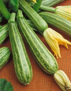 Squash Zucchini Italian Striped Garden Heirloom Vegetable by Seed Kingdom 1 OZ Seeds by Seed+Kingdom