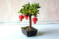 Dwarf Pomegranate Bonsai Seeds - 30 Seeds to Grow - Highly Prized Edible Fruit Bonsai - Made in USA, Ships from Iowa by CZGrain
