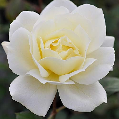 Heirloom Hardy Roses, Live Own Root Plant, April Moon - Image 2