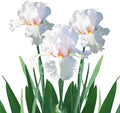 Easy to Grow Bearded Iris Eternal Bliss 9 Plant Bulbs - White & Light Lavender Flowers Spring to Fall, Full Sun Low Maintenance Zones 3-10 by EasytoGrow