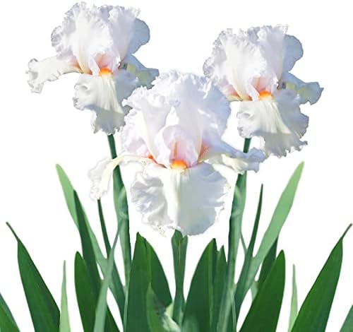 Easy to Grow Bearded Iris Eternal Bliss 9 Plant Bulbs - White & Light Lavender Flowers Spring to Fall, Full Sun Low Maintenance Zones 3-10 by EasytoGrow