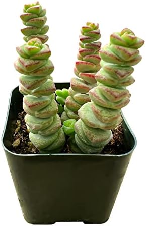 Sprout N Green Crassula Baby's Necklace Live Trailing Succulent by SproutNGreen