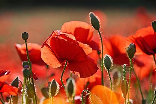 Set of 1000 Assorted Valley Green Flower Seed Packets! Flower Seeds in Bulk - 20+ Varieties Available! (1000) - Image 5