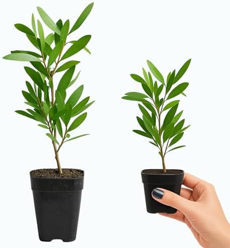 Purple Bottle Brush Plant Live, Callistemon Citrinus Shrub, 2in Pot, 5-Pack - Image 2
