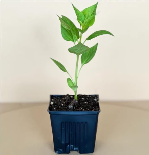 Lo & Behold 'Blue Chip Jr.' Dwarf Butterfly Bush (Buddleia) Live Shrub, Blue-Purple Flowers, 3 in. Pot - Image 2