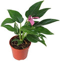 Purple Anthurium - 4" from California Tropicals by CaliforniaTropicals