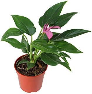 Purple Anthurium - 4" from California Tropicals by CaliforniaTropicals