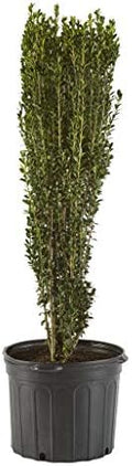 Holly 1 Gal. Sky Pencil Shrub by Unknown