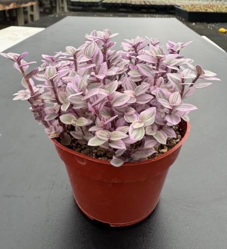 Live Succulent Callisia Repens 'Pink Lady', 4" Potted Trailing Houseplant - Image 3